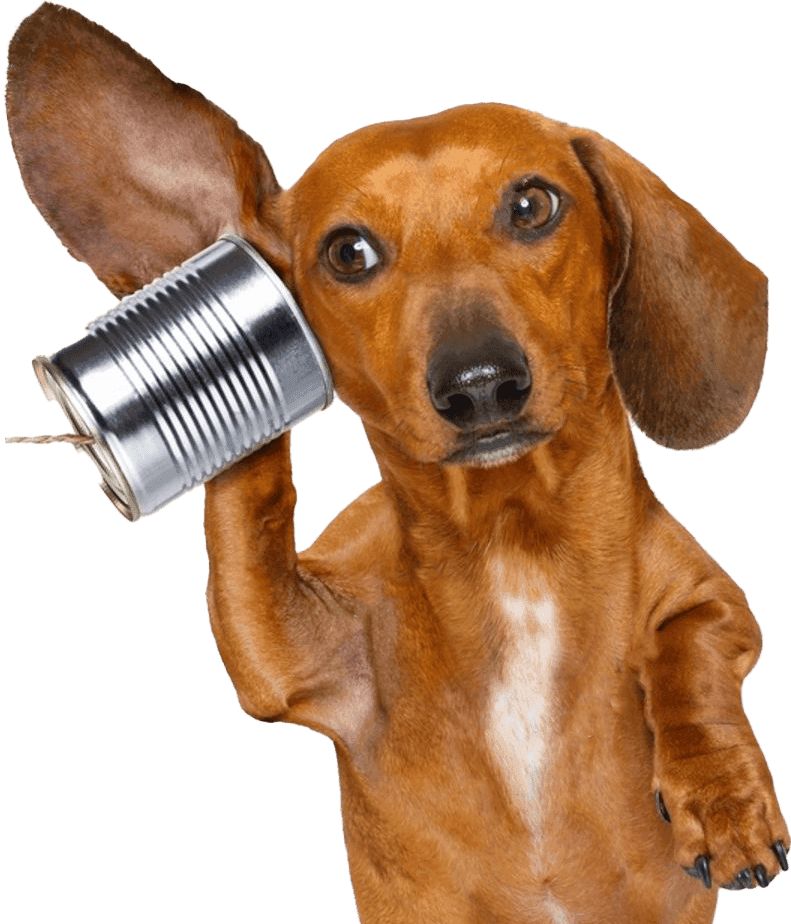 Dog holding can and trying to call