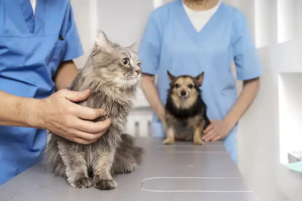 Veterinar koji brine o kućnom ljubimcu