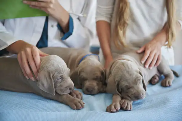 Pospani štenci na veterinarskom stolu